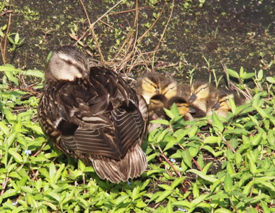 [Momma has her head turned back so her bill is tucked under her feathers. Her eye is straight to the camera. The six ducklings beside her all have their eyes closed as they sit huddled together.]